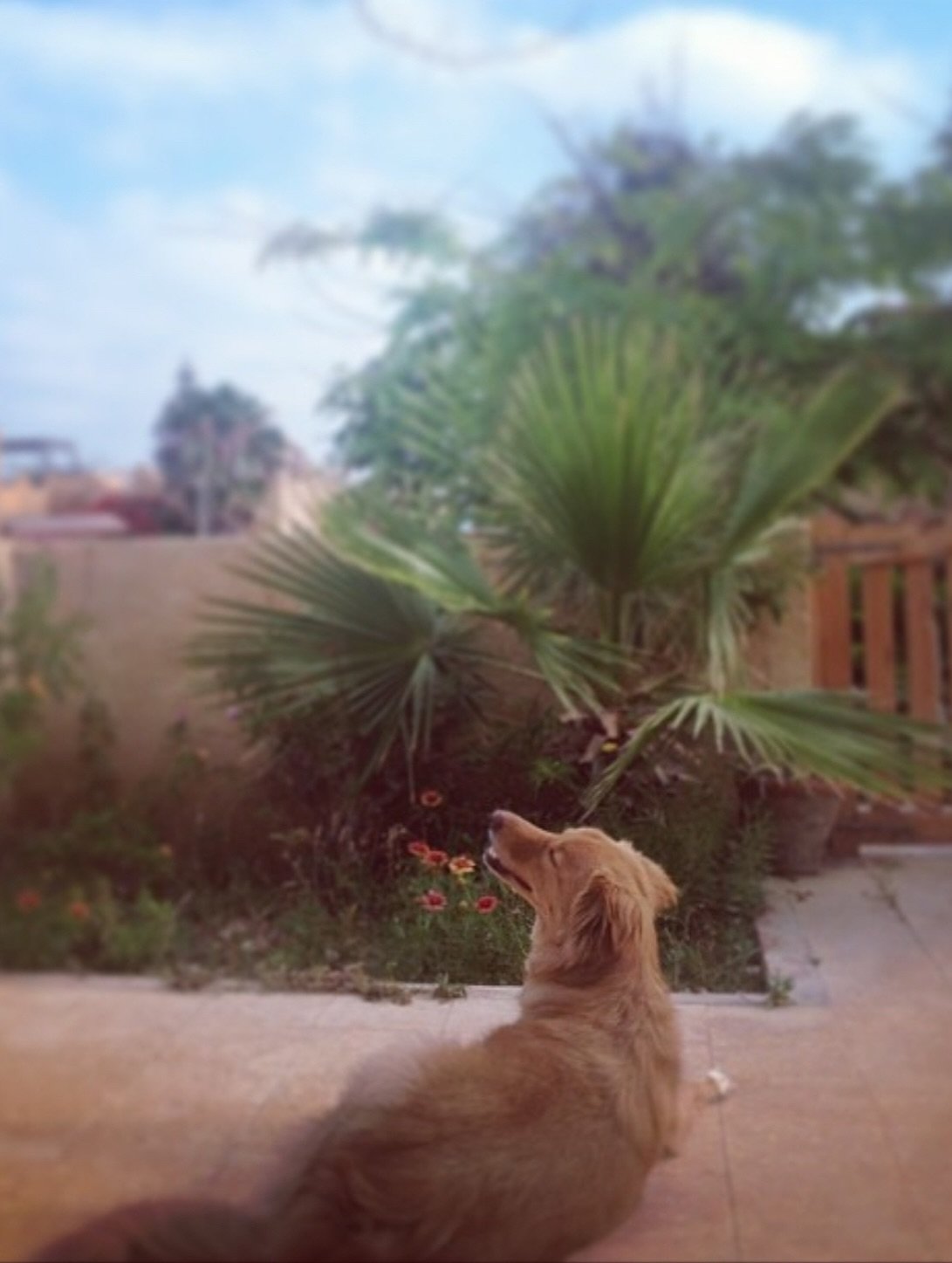 مريم الخشت تودع كلبها مريم الخشت تودع كلبها