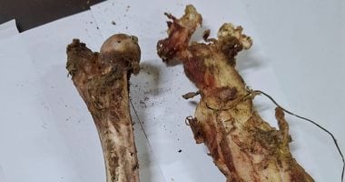 الطب البيطرى بسوهاج يوضح حقيقة العظام الملقاة فى القمامة: ليست عظام كلاب