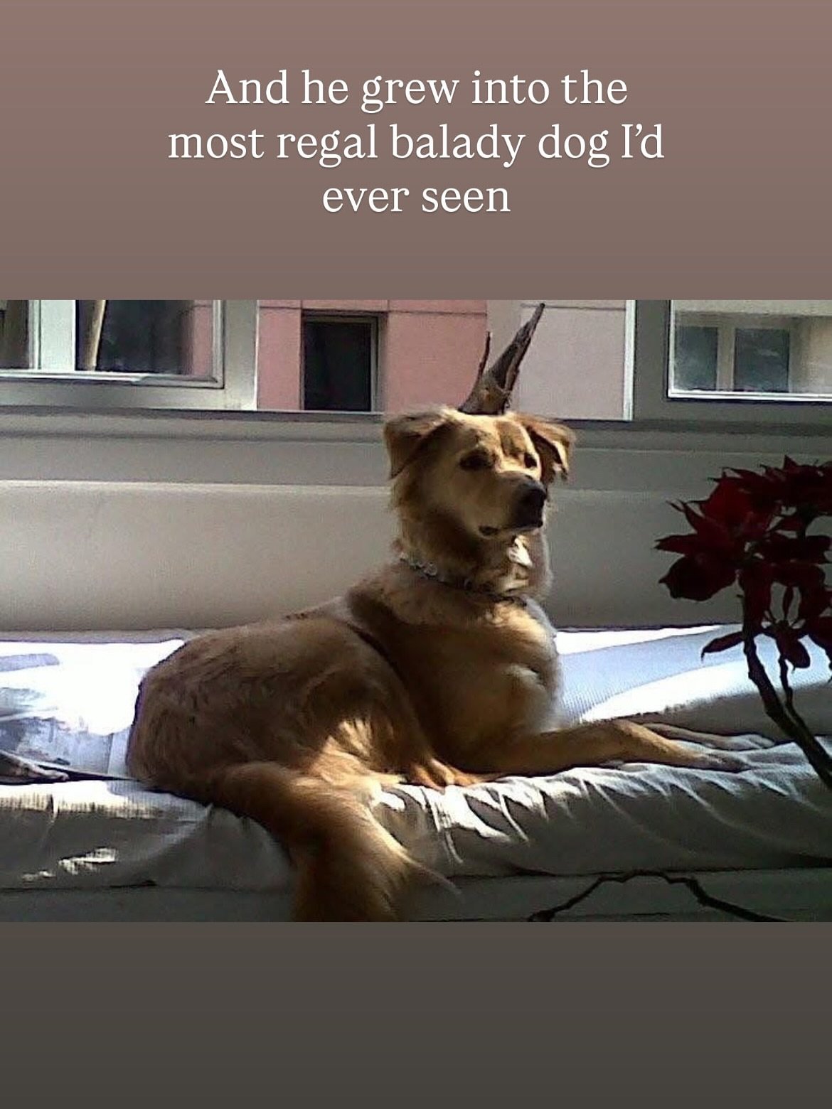 مريم الخشت تودع كلبها مريم الخشت تودع كلبها