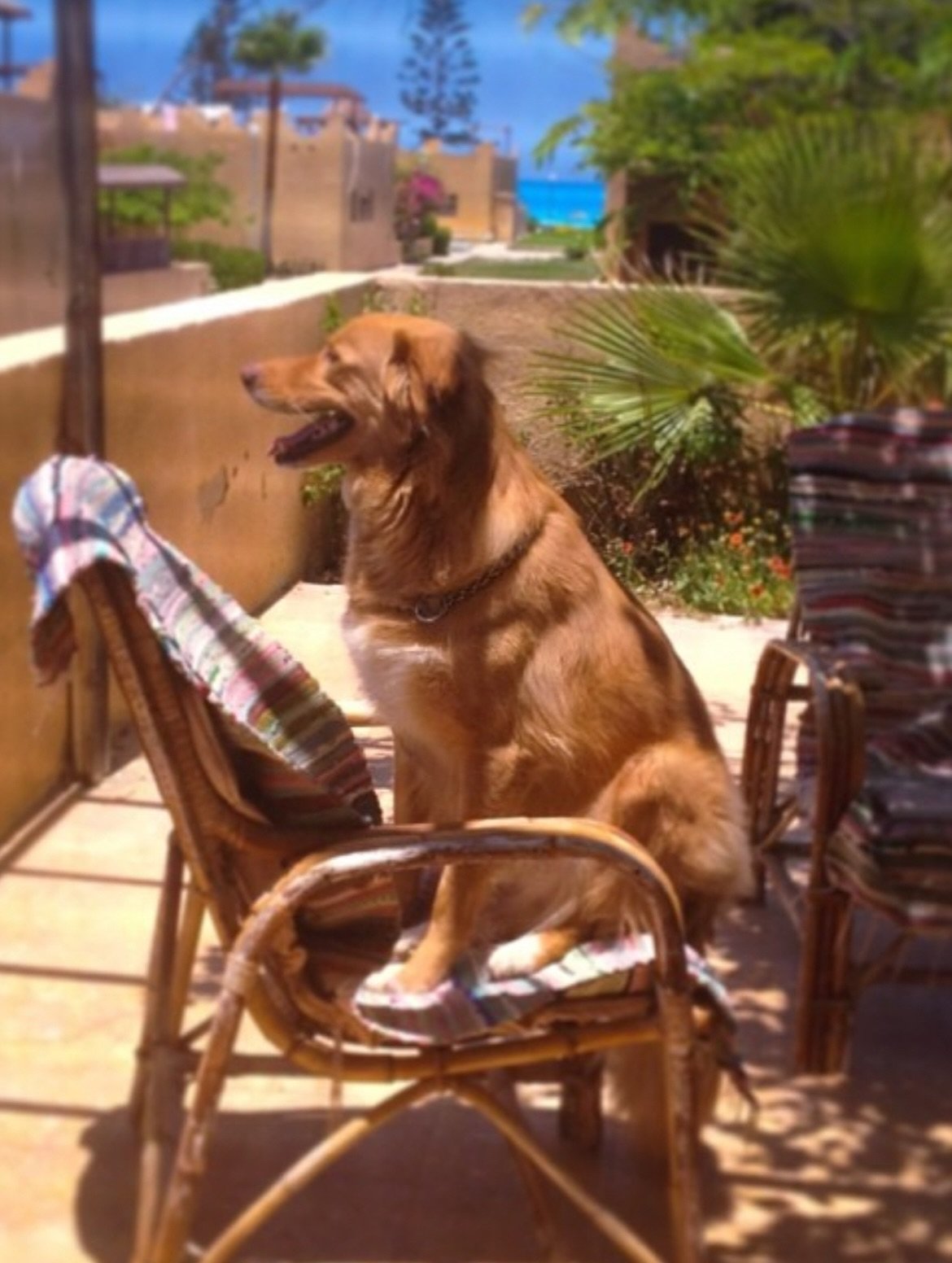 مريم الخشت تودع كلبها مريم الخشت تودع كلبها