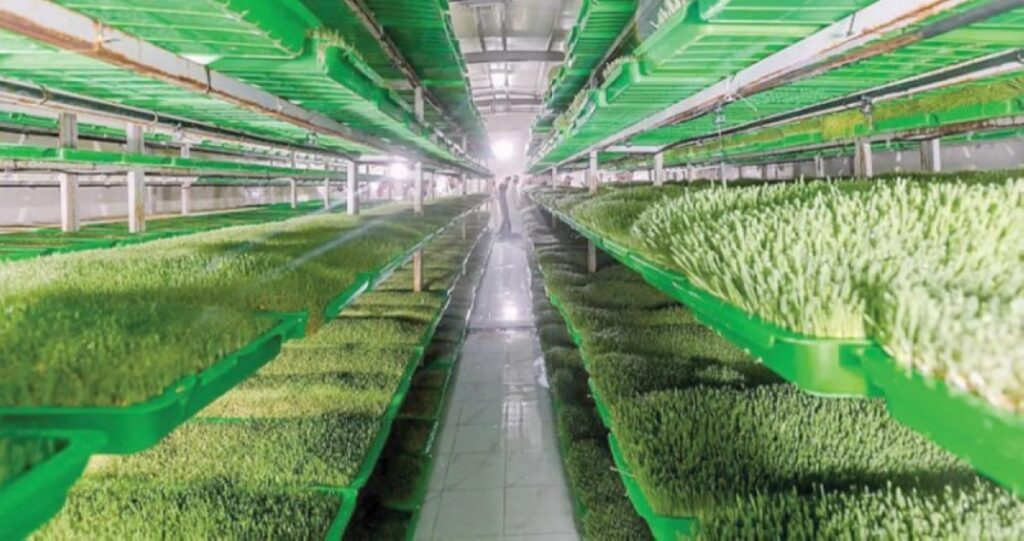 «الزراعة» لـ«عكاظ»: الناتج الزراعي المحلي بلغ 118 مليار ريال - أخبار السعودية