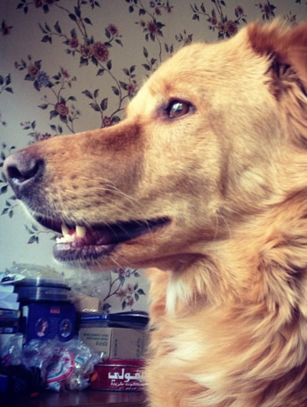 مريم الخشت تودع كلبها مريم الخشت تودع كلبها