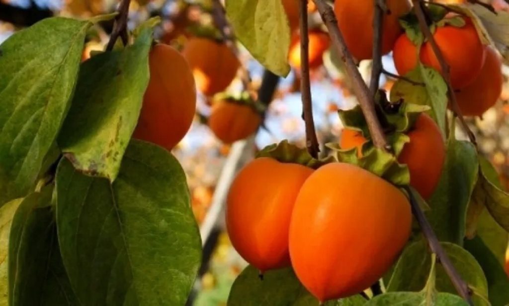 الكيندو لينتو