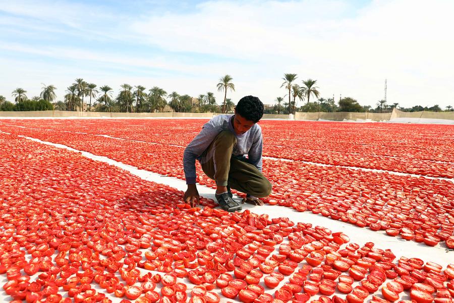 الطماطم المجففة