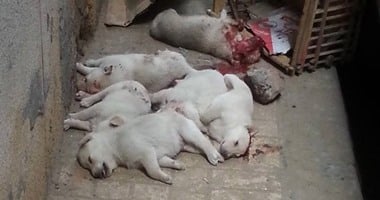 حبس المتهم بتسميم 8 كلاب فى حدائق الأهرام 6 أشهر حبس المتهم بتسميم 8 كلاب فى حدائق الأهرام 6 أشهر