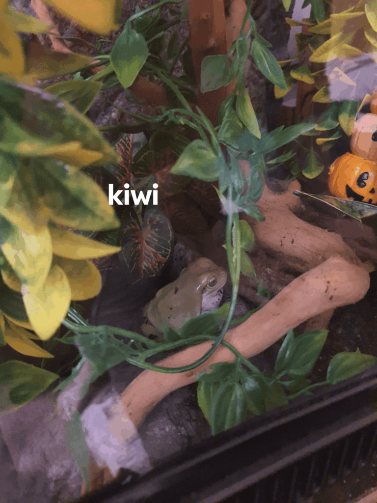 ضفادعي تحب مرتين!