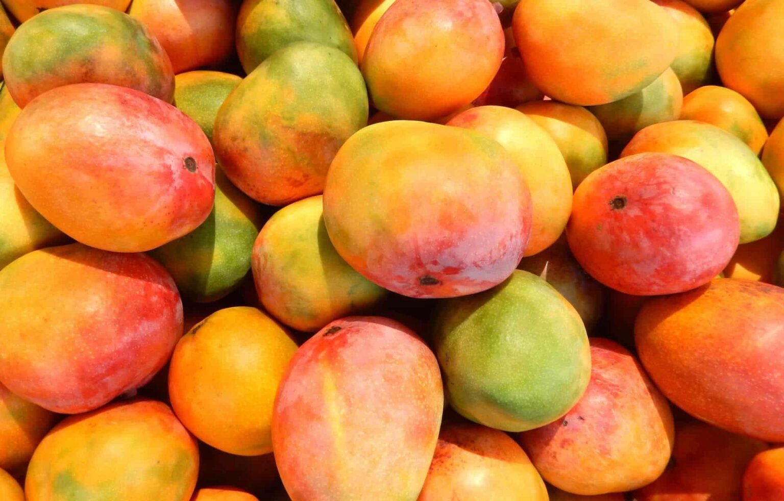 صادرات المانجو