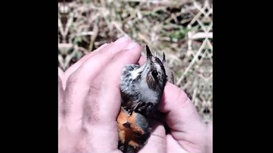 مجزرة بيئية... إزالة نحو 8000 متر من شباك الصيد وتحرير عدد كبير من الطيور العالقة (فيديو)