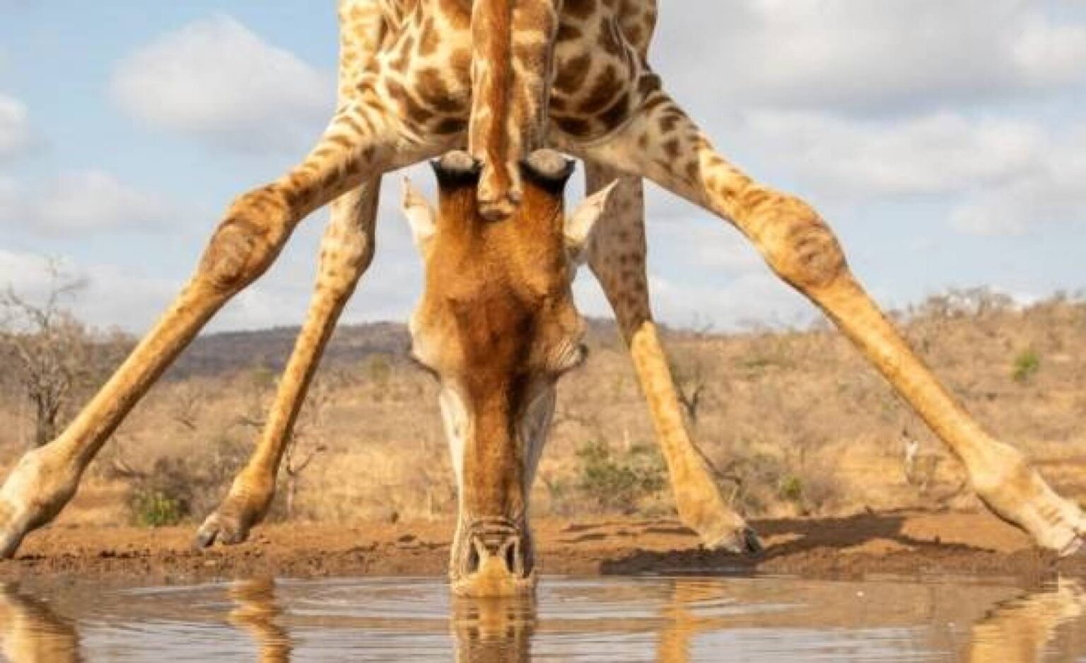 السر الحقيقي وراء أرجل الزرافة الطويلة ( مصدر الصورة: Getty Images )
