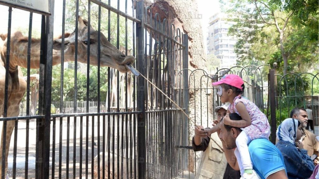 موعد افتتاح حديقة الحيوان بالجيزة بعد التحديث الشامل وخريطة الربط مع الأورمان موعد افتتاح حديقة الحيوان بالجيزة بعد التحديث الشامل وخريطة الربط مع الأورمان