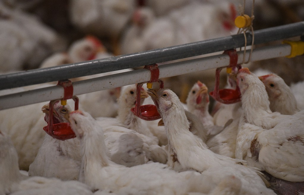 أسعار الدواجن تصدير البيض