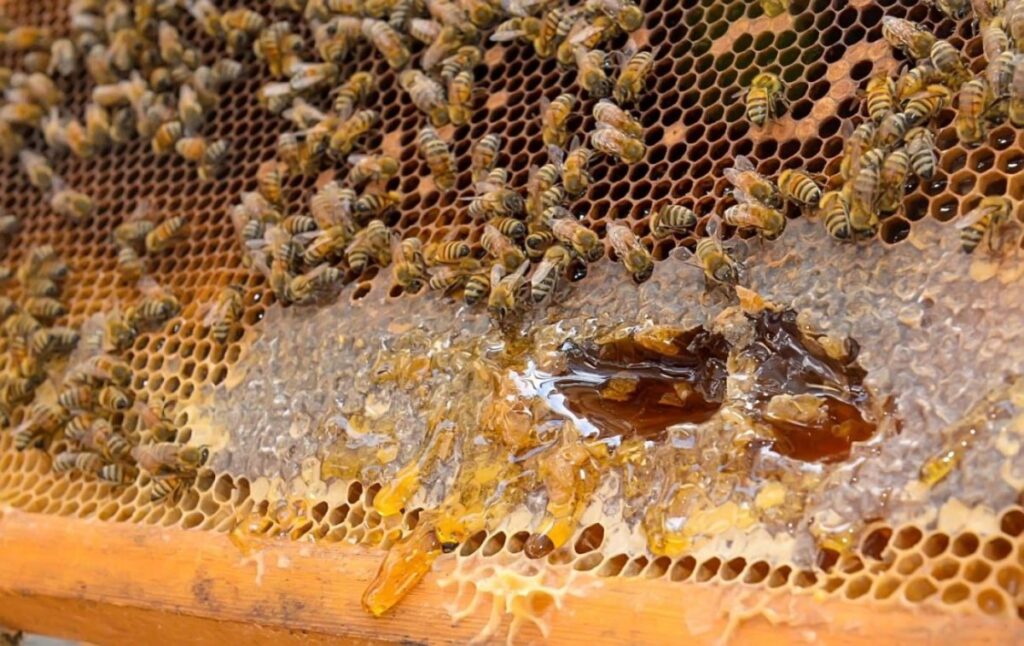 مناحل العسل