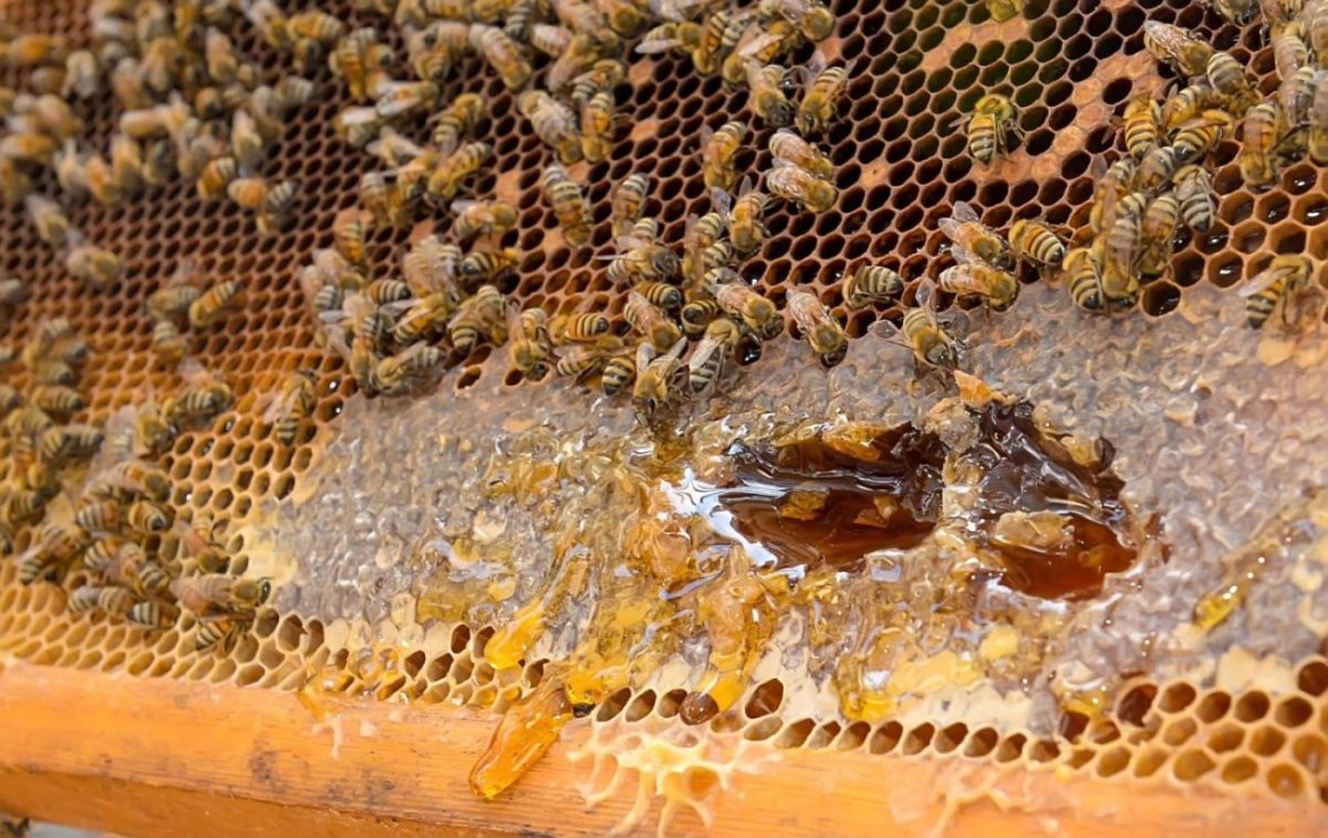 مناحل العسل