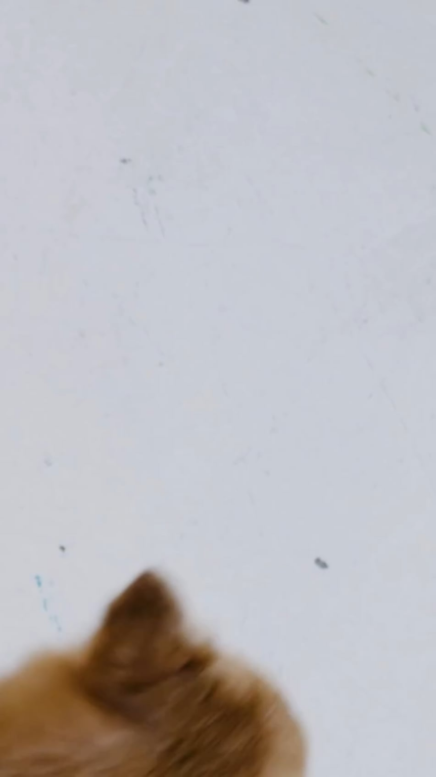 251106 تحديث ELLE KOREA على الانستقرام - بالنسبة لجونغيون وتزويو من TWICE، فإن Peanut وYuki وKaya وButter هي هدايا ثمينة ببساطة بسبب وجودها. [...]