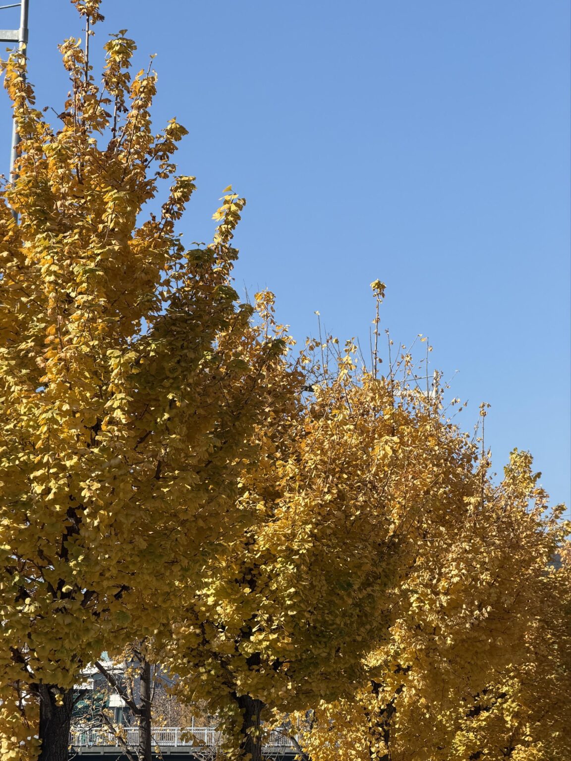 251116 تحديث موجز تطبيق JISOO