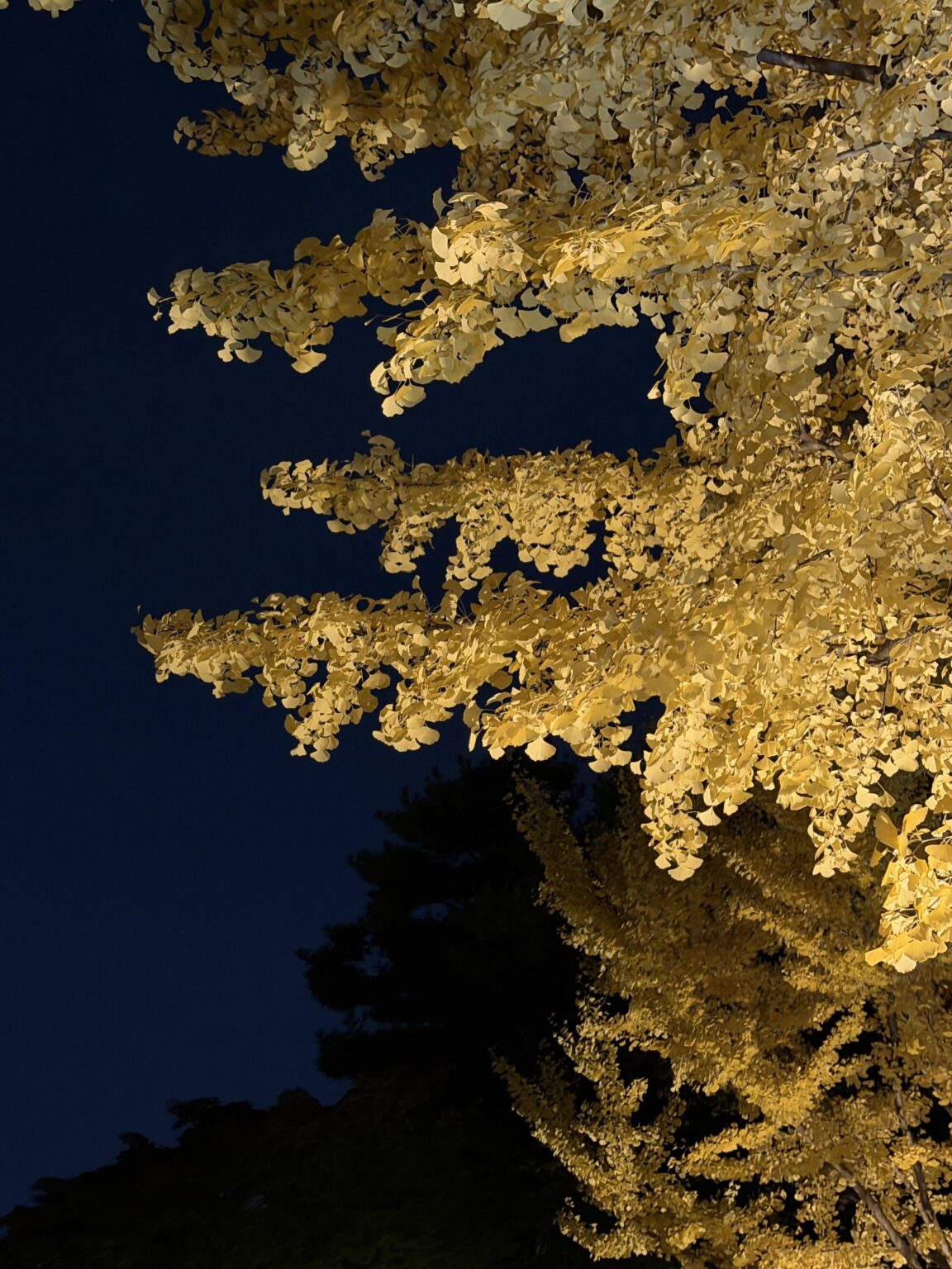 251110 تحديث موجز تطبيق JISOO