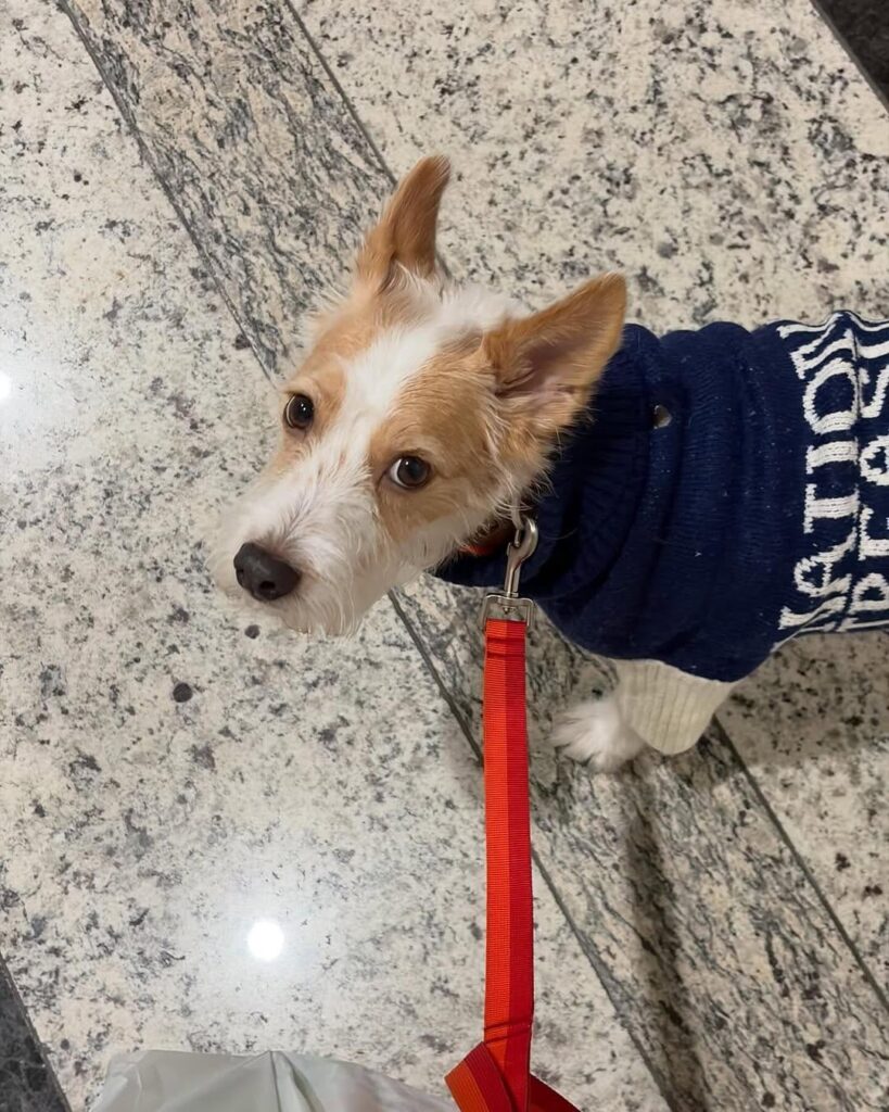 251126 تحديث هانك على IG