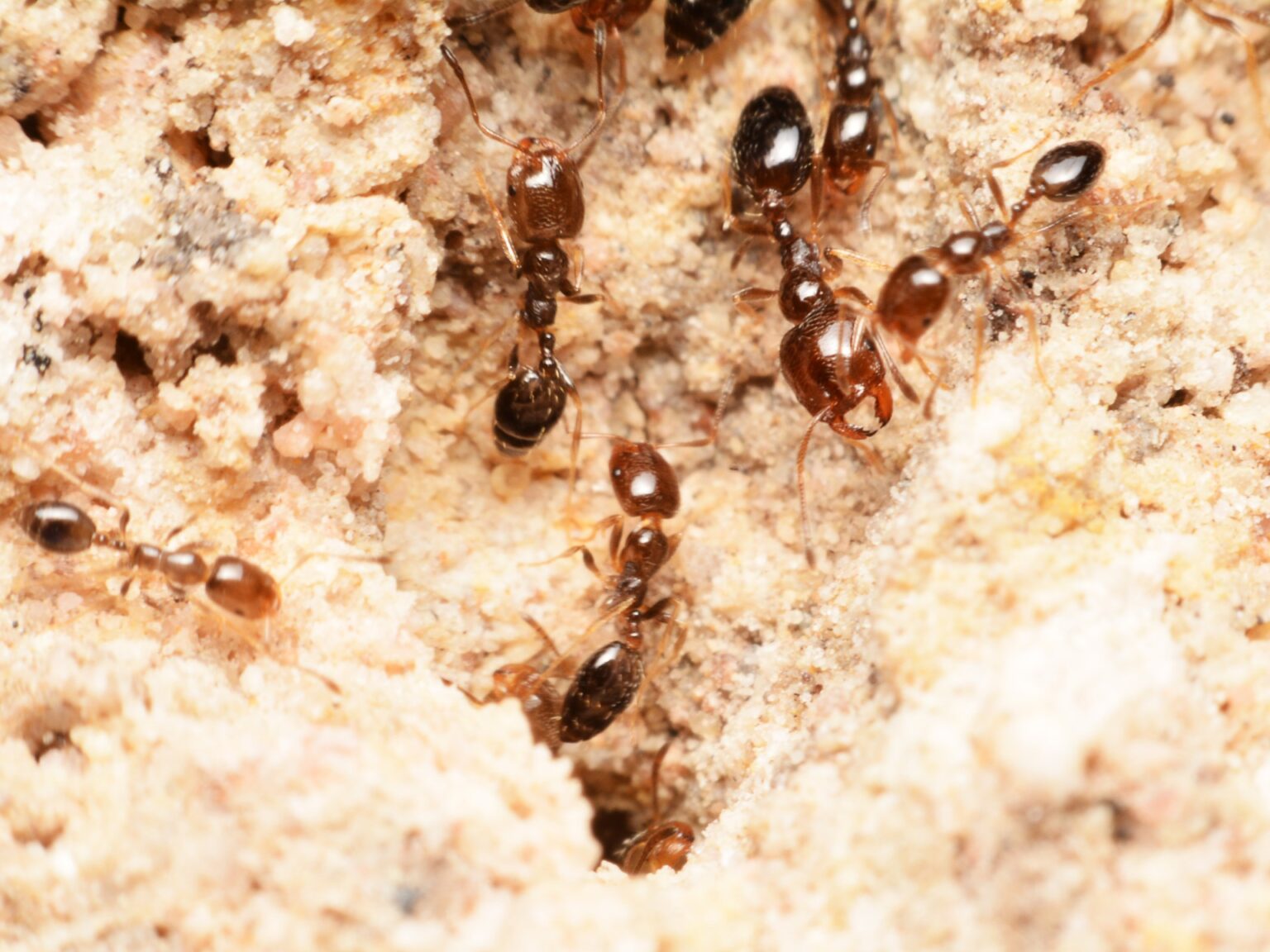 "نملة الشارقة".. اكتشاف مثير عابر للحدود الإماراتية | علوم