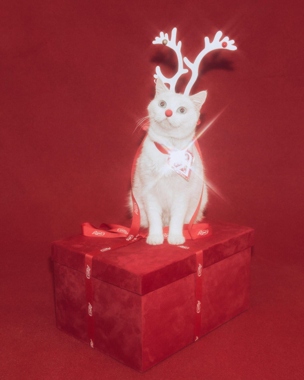 fromis_9 - الشوق الأبيض (صورة تشويقية - إلى الرفرفة، من حبيبك)