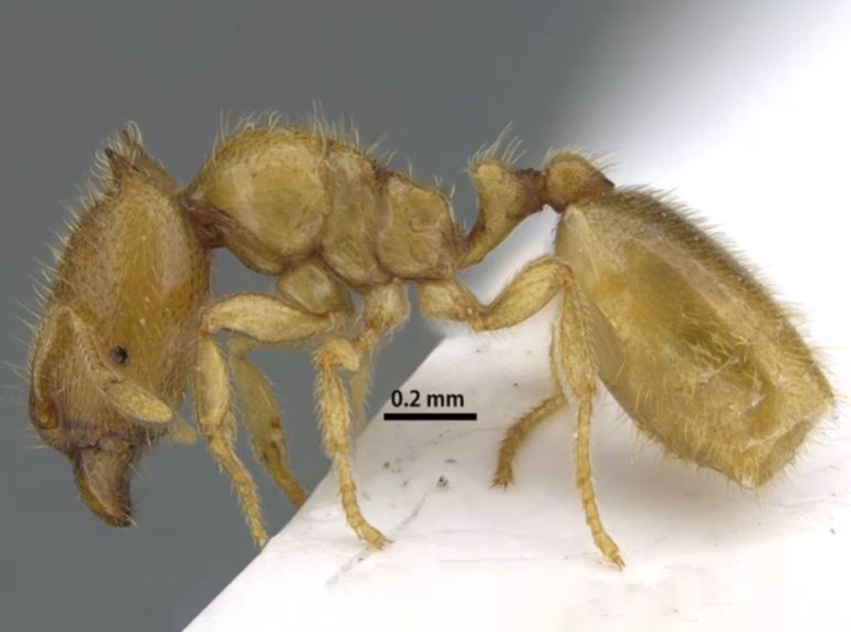 أصبح "كاريبارا شارقاهينسِس"، ثالث نوع من جنس كاريبارا يتم تسجيله في شبه الجزيرة العربية (هيئة البيئة والمحميات الطبيعية بالشارقة)