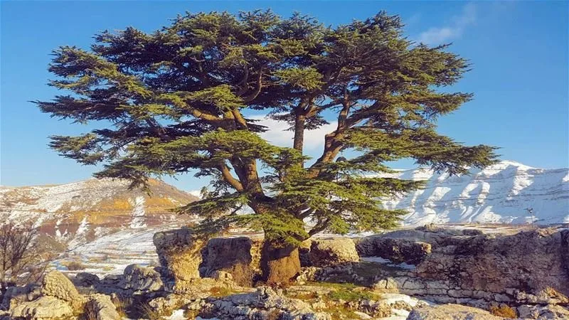 محادثة بين نخلة في الإمارات وأرزة في لبنان