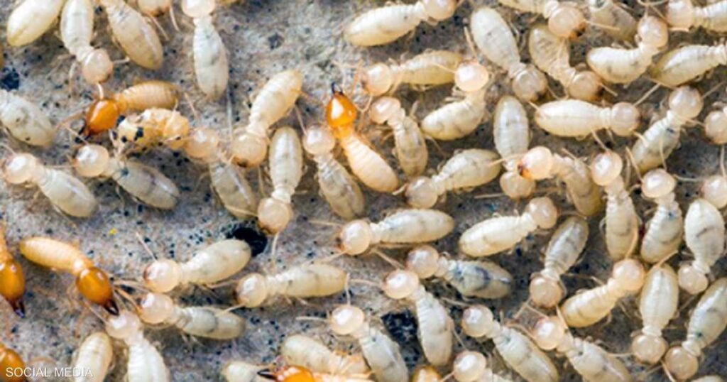 النمل الأبيض يثير الذعر في قرية مصرية بعد انهيار ثلاث منازل