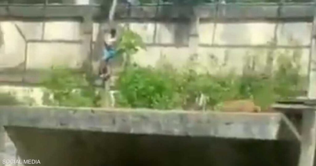 نهاية مأساوية لشاب برازيلي.. افترسته لبوة في حديقة حيوانات