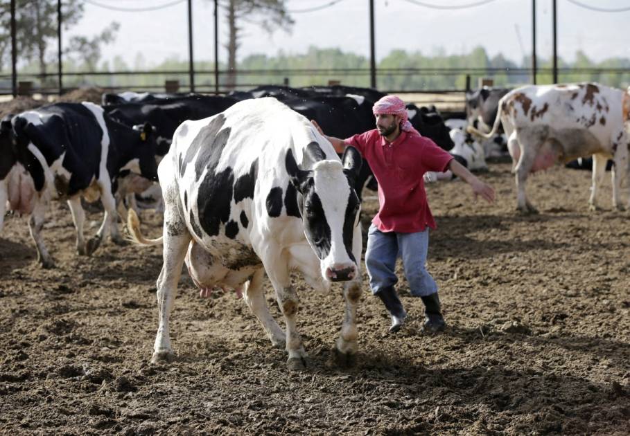 الحمى القلاعية تغزو مزارع لبنان... من يدخل المواشي المصابة؟