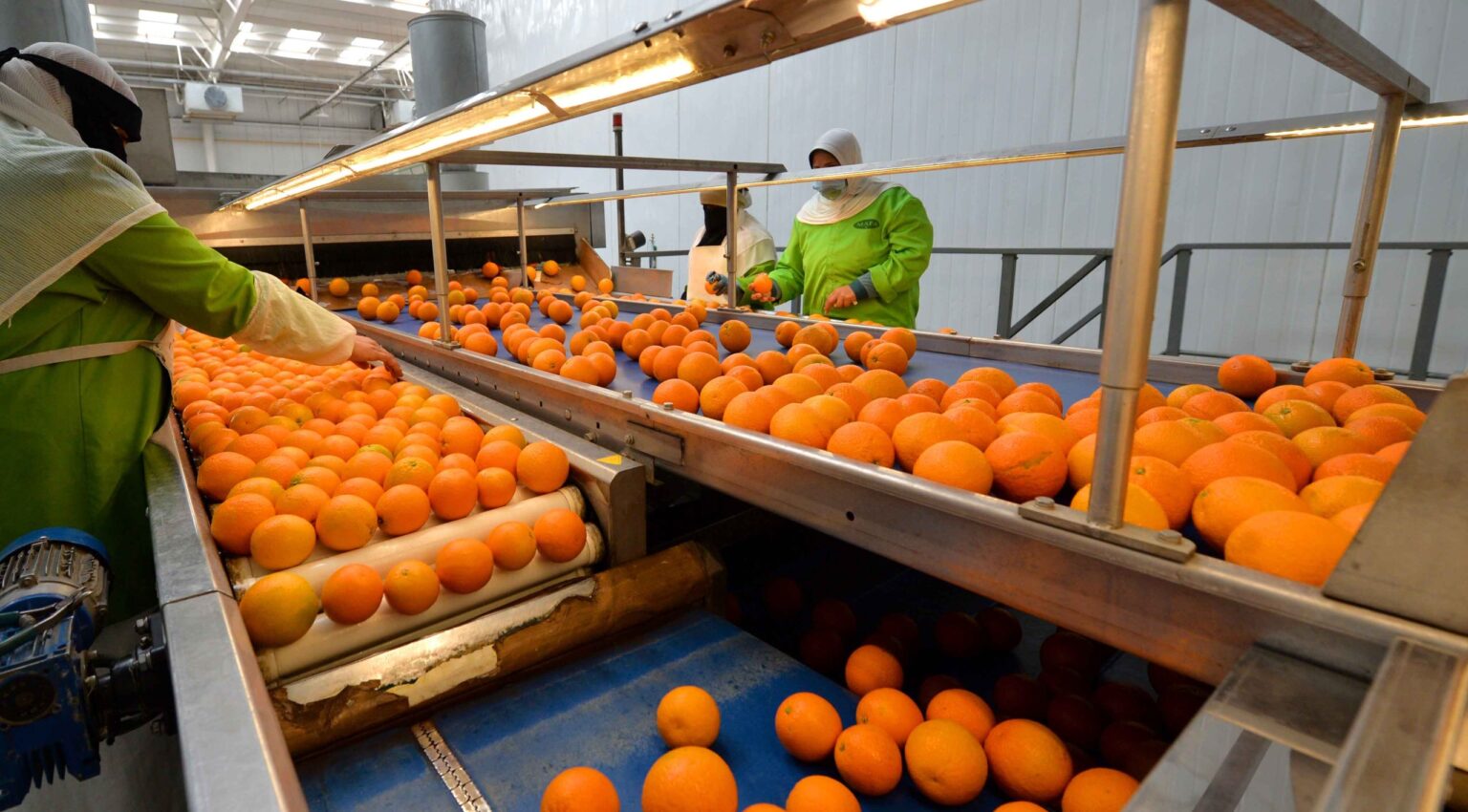 صادرات مصر الزراعية