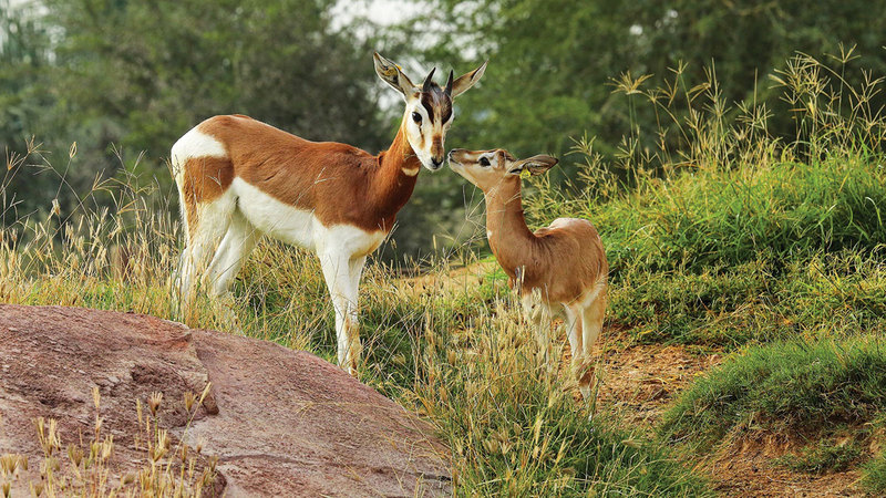 «مواليد» حديقة العين في 2025.. غزلان وظباء وقائمة أخرى  