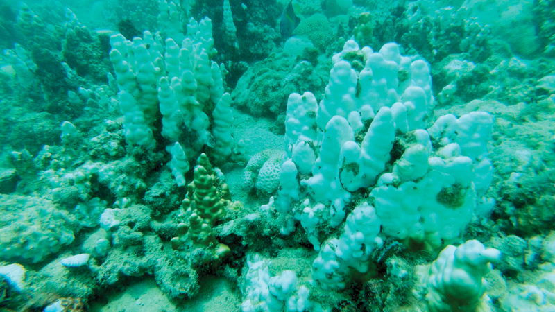 دراسة تُحدّد أسباب درجات الحرارة المرتفعة في الخليج العربي دراسة تُحدّد أسباب درجات الحرارة المرتفعة في الخليج العربي