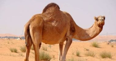 هل أكل لحم الإبل ينقض الوضوء؟.. أمين الفتوى يجيب