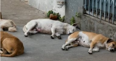 ماذا تفعل فور تعرضك لعضة كلب؟.. دليل النجاة خلال الساعات الأولى ماذا تفعل فور تعرضك لعضة كلب؟.. دليل النجاة خلال الساعات الأولى