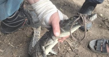 اصطياد تمساح قرية الزوامل بعد 6 أيام من البحث.. صور اصطياد تمساح قرية الزوامل بعد 6 أيام من البحث.. صور