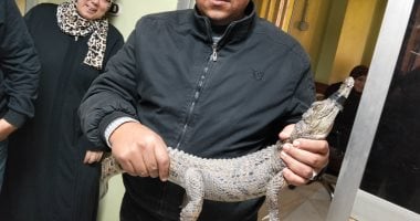 شئون البيئة تتسلم تمساح الزوامل.. وبيت التماسيح ينتظره بحديقة الحيوان.. فيديو شئون البيئة تتسلم تمساح الزوامل.. وبيت التماسيح ينتظره بحديقة الحيوان.. فيديو