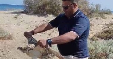 إنقاذ طائر عقاب نساري مصاب بمنطقة أبو غصون بمرسى علم.. صور إنقاذ طائر عقاب نساري مصاب بمنطقة أبو غصون بمرسى علم.. صور
