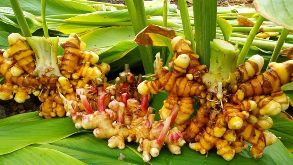 زراعة الكركم السعودية