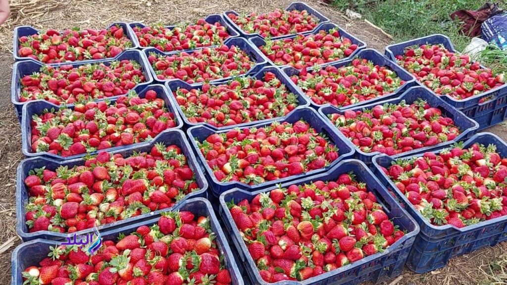 من المركز الأول عالميا إلى أزمة محليا.. ماذا يحدث في أسواق الفراولة بمصر؟