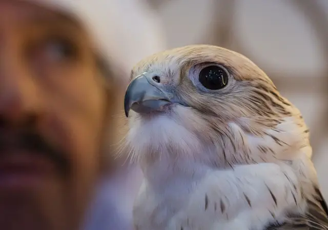 الصيد باستخدام الصقور في الخليج في قائمة التراث الثقافي العالمي غير المادي