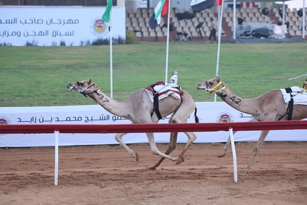 «معراب» تنتزع كأس اللقايا في مهرجان محمد بن زايد لسباقات الهجن بالذيد