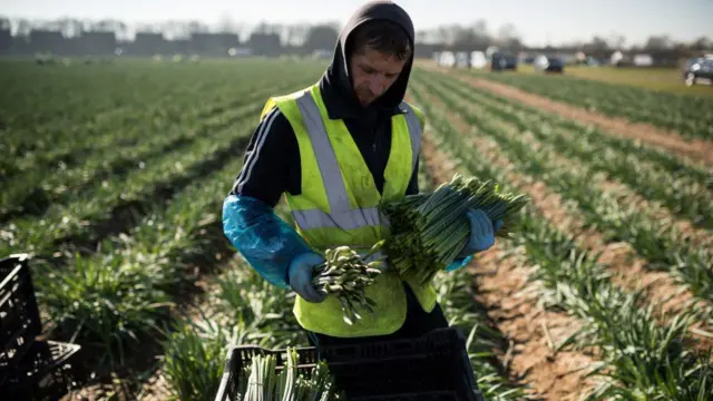 عامل مهاجر من رومانيا يعمل في قطف زهور النرجس في مزرعة "تايلورز بولبس" بالقرب من هولبيتش في شرق إنجلترا.