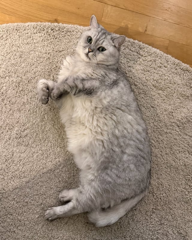 251217 تحديث فقاعة ليزا