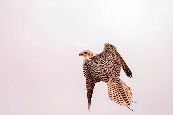 «الصقور» تسجل حضوراً قوياً في اليوم الثالث بمهرجان ليوا الدولي