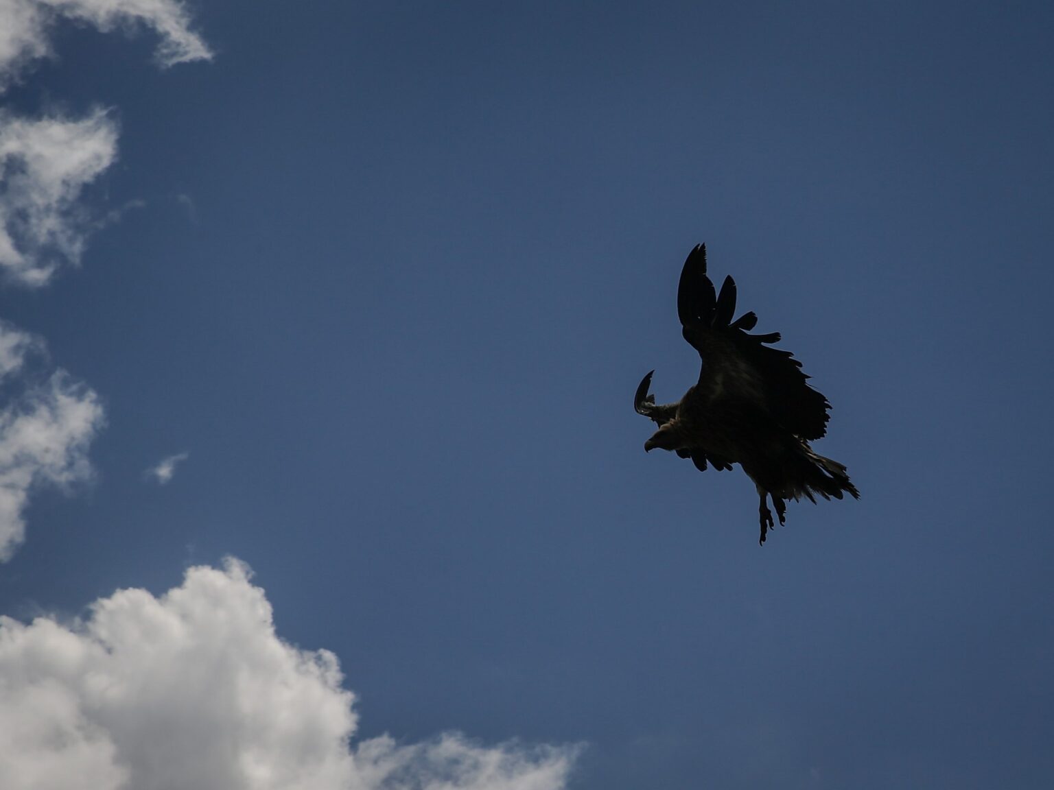 شاهد.. نسر بري يهاجم طائرة مسيرة في خراسان ويجبرها على الانسحاب | منوعات