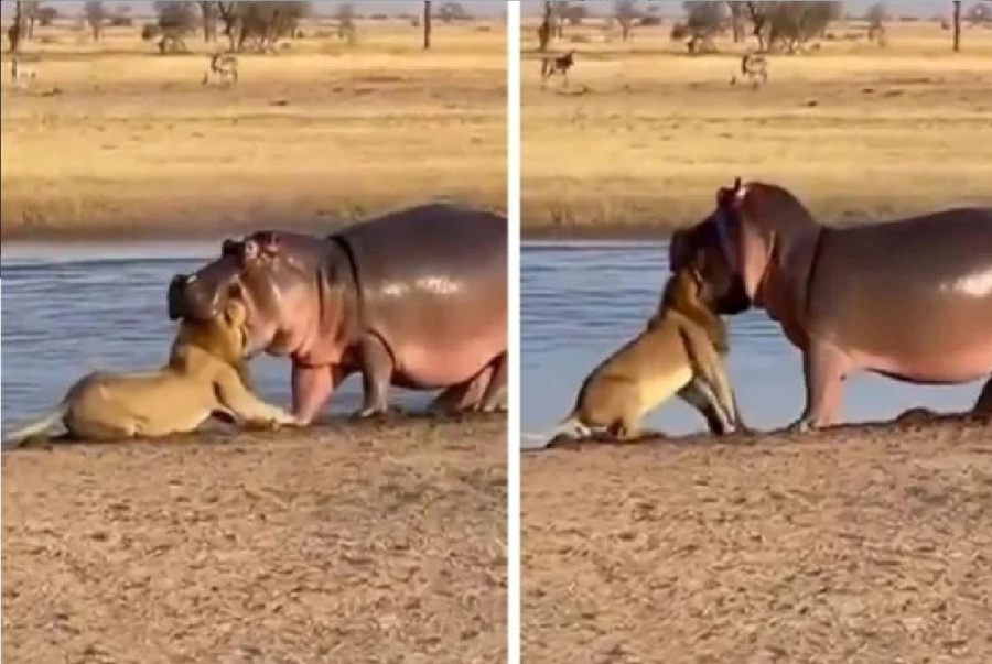 نهاية غير متوقعة لمعركة الأسد.. هل سقط ضحية لـ القبضة الحديدية لفرس النهر؟