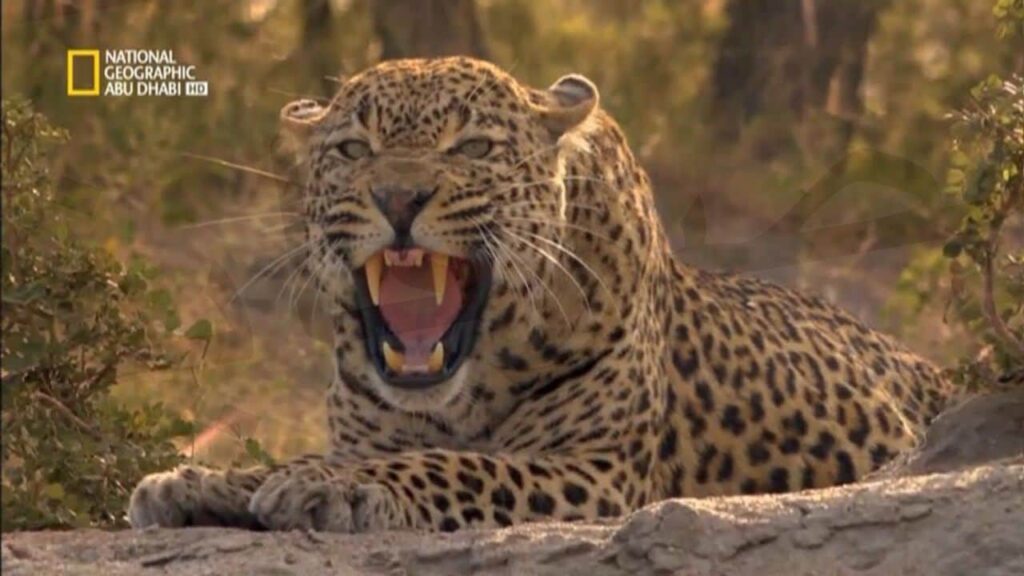 اكتشف أسرار الكون والحياة البرية.. ضبط تردد قناة ناشيونال جيوغرافيك مدبلج بالعربي بجودة عالية