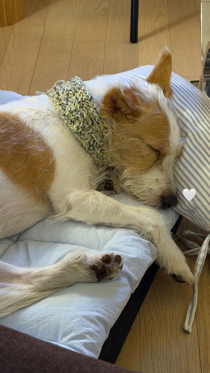 251227 تحديث قصة Alice IG مع هانك