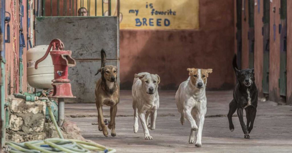 مصر.. تحرك حكومي لحل أزمة "الكلاب الضالة" - سكاي نيوز عربية