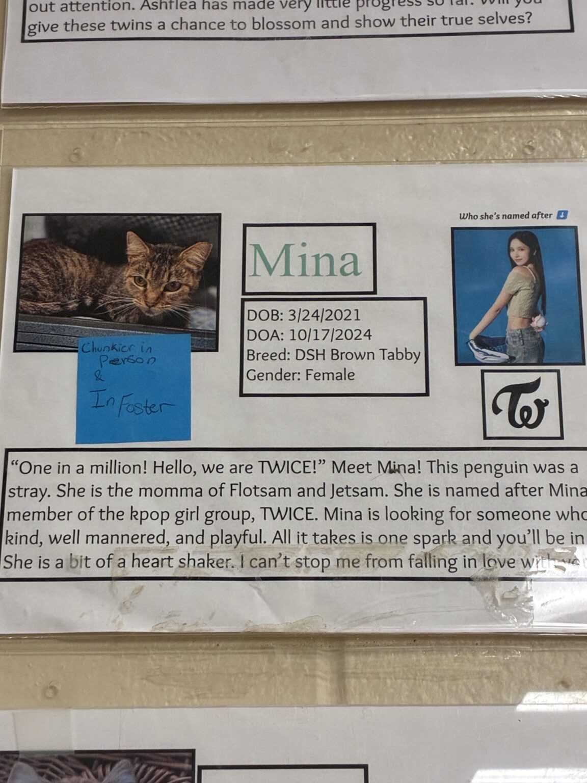 هناك قطة في الملجأ المحلي تحمل اسم مينا، لذلك فكرت فيكم يا رفاق.