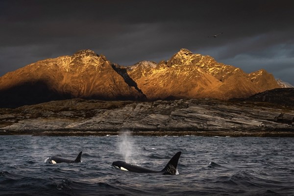 بالصور.. «اكسبوجر 2026» يجمع مستكشفي المحيطات في «القمة البيئية»